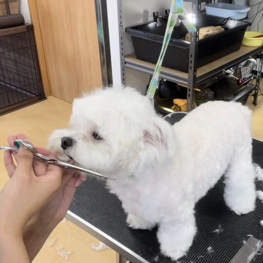 ギャラリー