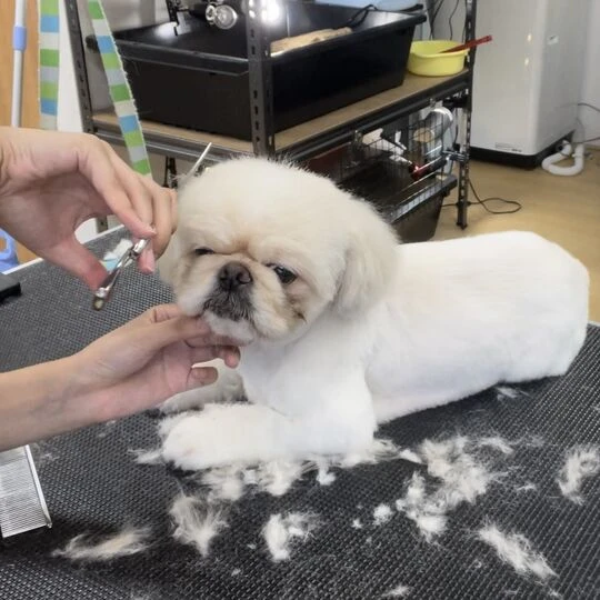 ギャラリー
