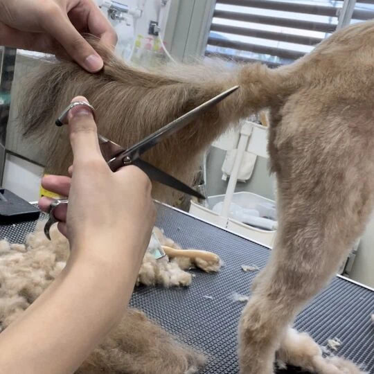 ギャラリー