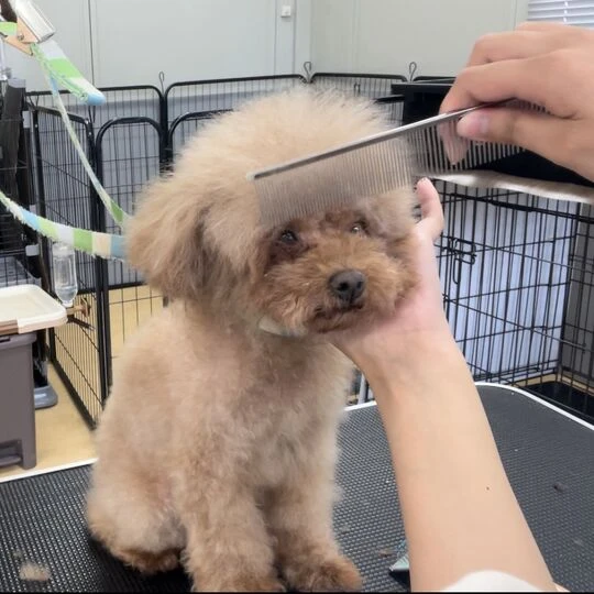ギャラリー