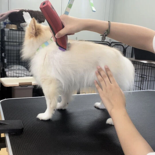 ギャラリー