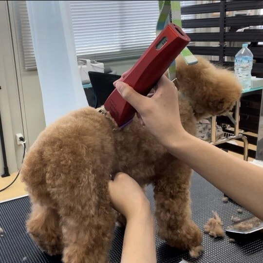 ギャラリー
