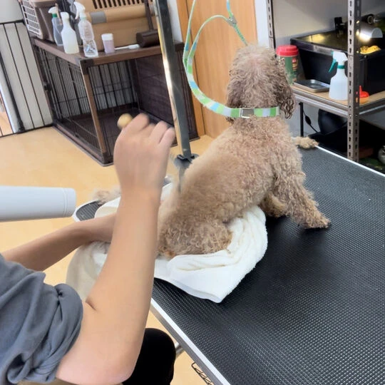 ギャラリー