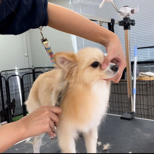 ギャラリー