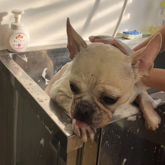 ギャラリー