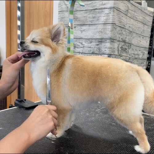 ギャラリー