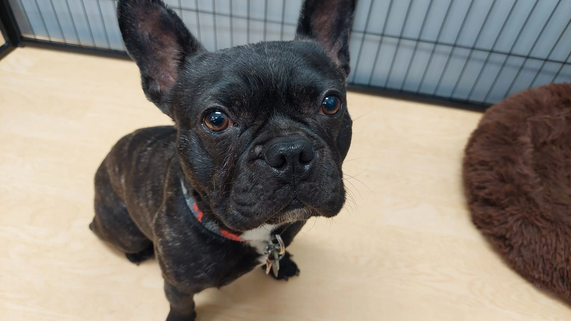 看板犬トラ